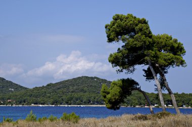 Pine tree on island Losinj, Croatia clipart