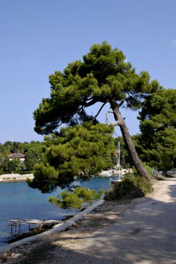 çam ağacı Island Losinj, Hırvatistan.