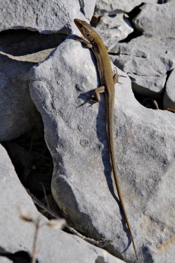 Kum Kertenkelesi, Lacerta Agilis