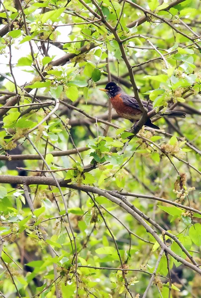American Robin (Turdus migratorius) — Stock Photo, Image