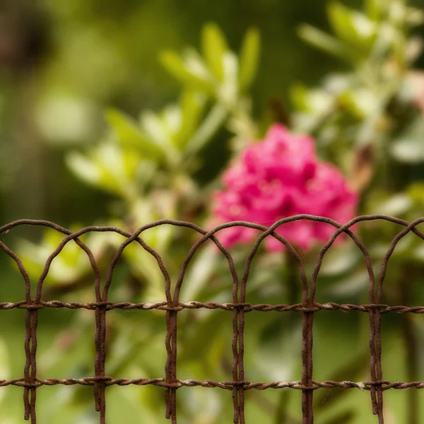 Aged fence with flowers — Stock Photo, Image