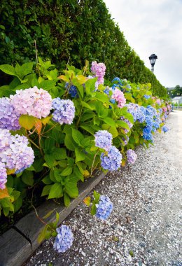 Hydrangeas clipart