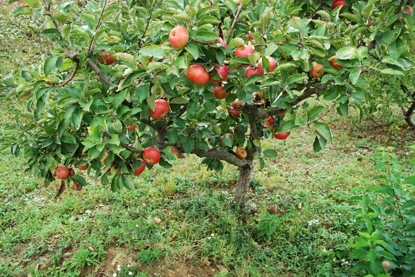 사과 나무 — 스톡 사진