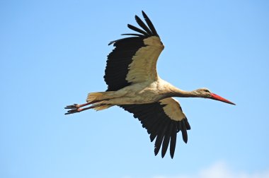 Stork in spring clipart