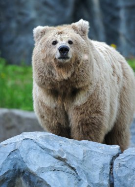 Portrait of Bear clipart