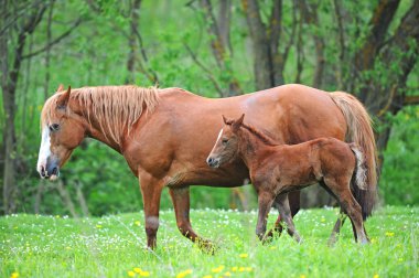 Mares ve Tay içinde