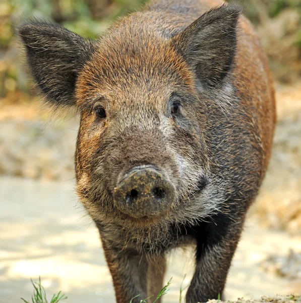 Wild pig — Stock Photo, Image