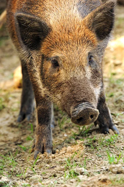 Дикая свинья — стоковое фото
