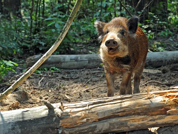 Cerdo salvaje —  Fotos de Stock