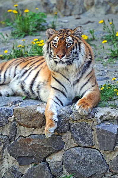 Ritratto di tigre — Foto Stock