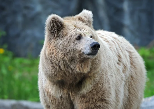 Portrét medvěd — Stock fotografie