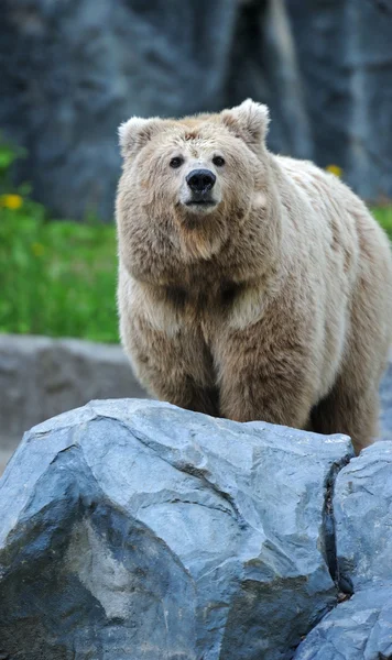 Retrato de oso — Foto de Stock