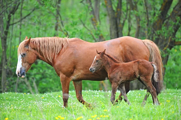 匹母马和马驹中的 — 图库照片
