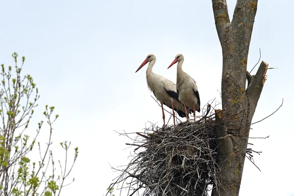 Stork on a tree — Stock Photo, Image