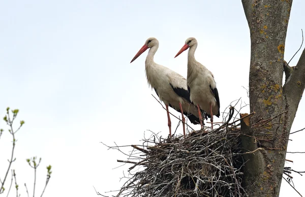 Stork on a tree — Stock Photo, Image