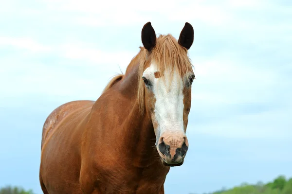 รูปภาพของม้า — ภาพถ่ายสต็อก