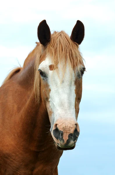 말의 초상화 — 스톡 사진