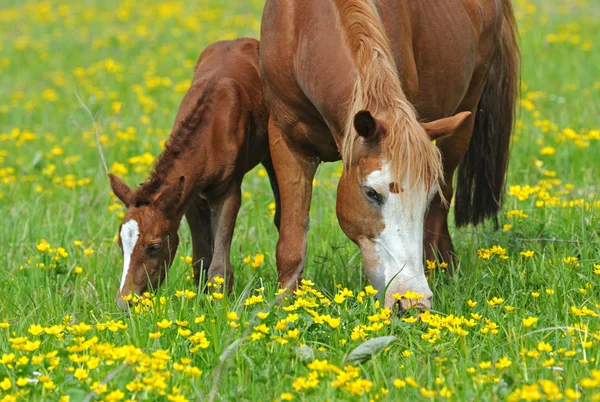 Häst med en baby — Stockfoto