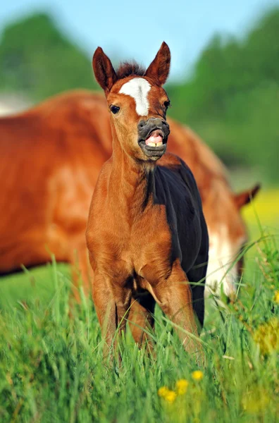 Cavalo com um bebê — Fotografia de Stock