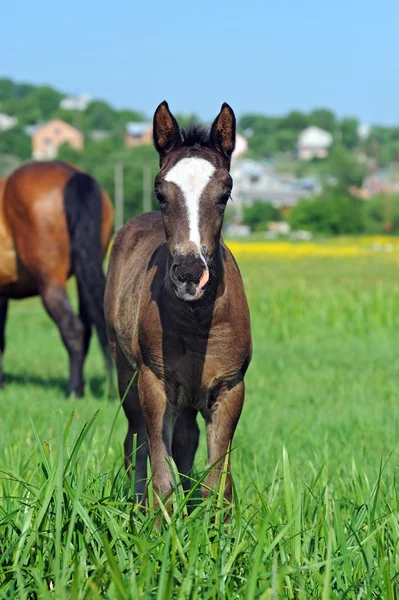Mares and foals in the — Stock Photo, Image