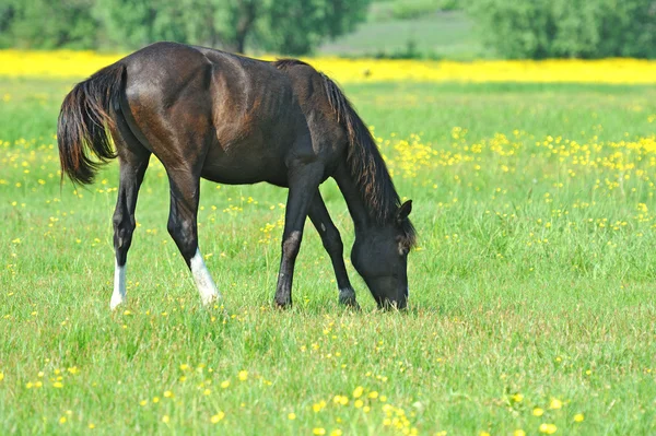 Mares and foals in the — Stock Photo, Image