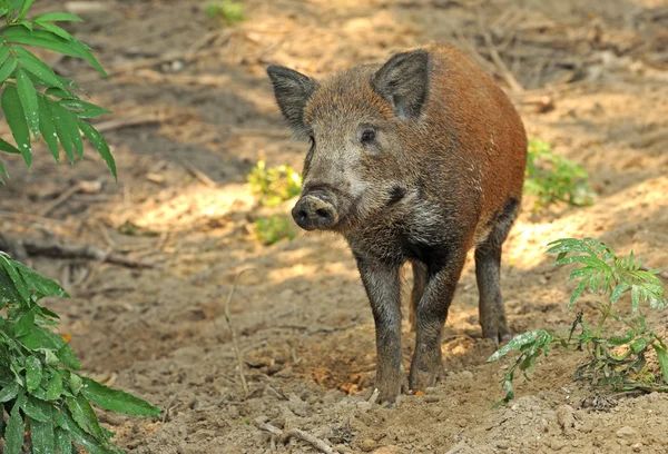 Wild pig Royalty Free Stock Images