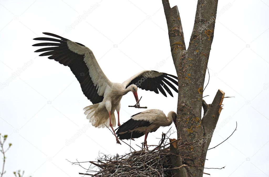 Stork on a tree