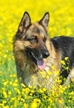 Alman çoban köpeği