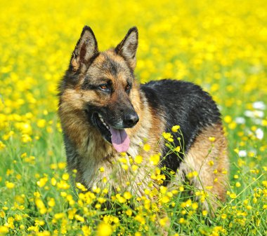 Alman çoban köpeği