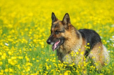 Alman çoban köpeği