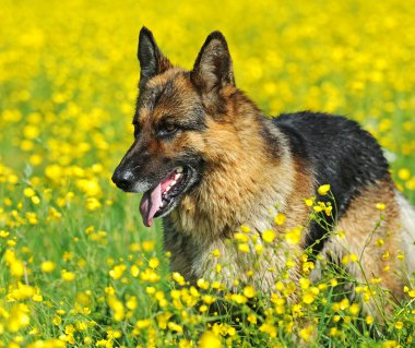 Alman çoban köpeği