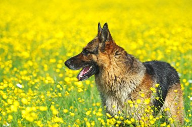 Alman çoban köpeği