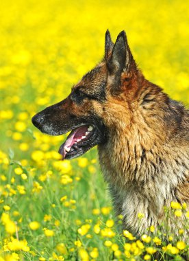 Alman çoban köpeği