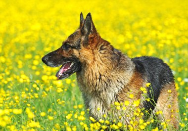 Alman çoban köpeği