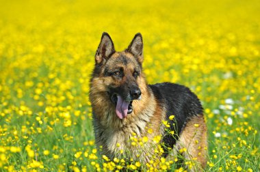 Alman çoban köpeği