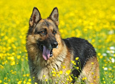 Alman çoban köpeği