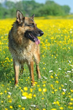 Alman çoban köpeği