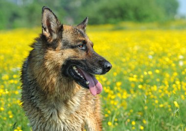 Alman çoban köpeği