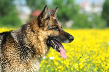 Alman çoban köpeği