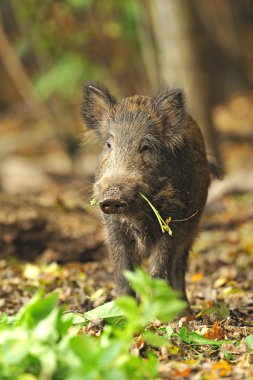 doğal yaşam alanı içinde yaban domuzu