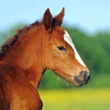 Mares and foals in the clipart