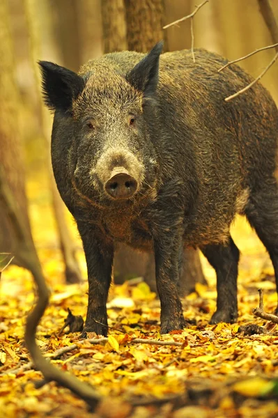 Porco selvagem na floresta de outono — Fotografia de Stock