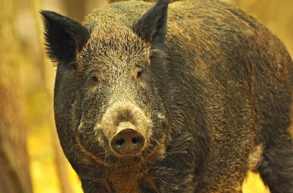 Porc sauvage dans la forêt d'automne — Photo