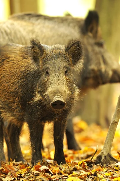 Дика свиня в осінньому лісі — стокове фото