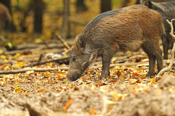 Wild pig in the autumn forest — Stock Photo, Image