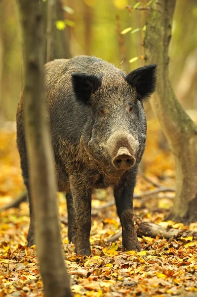 가 숲에서 강포한 돼지 — 스톡 사진