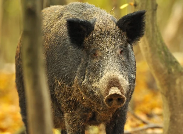 Porco selvagem na floresta de outono — Fotografia de Stock