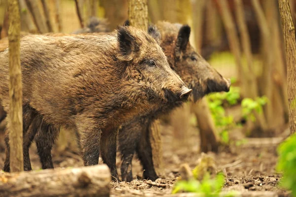 Cerdo salvaje en el bosque otoñal — Foto de Stock