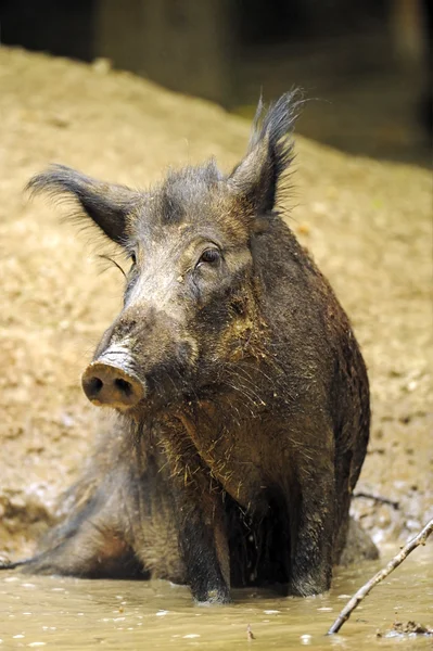 자연 서식 지에서 야생 돼지 — 스톡 사진