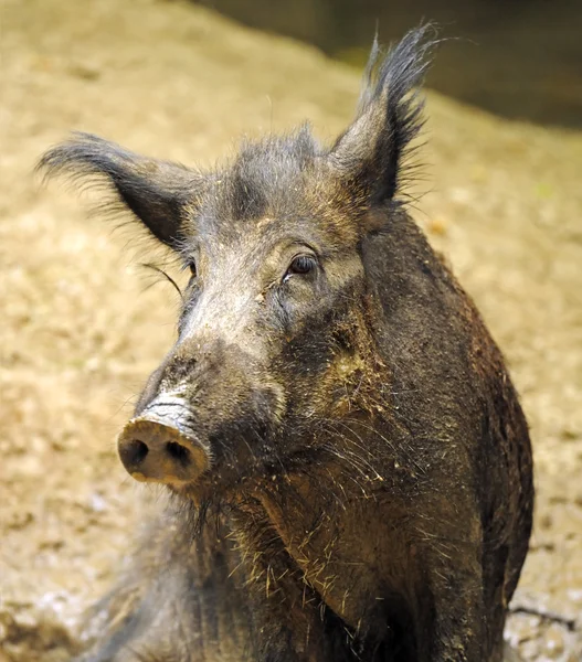 Vilda grisen i en livsmiljö — Stockfoto